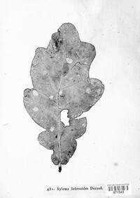 Xyloma lichenoides image